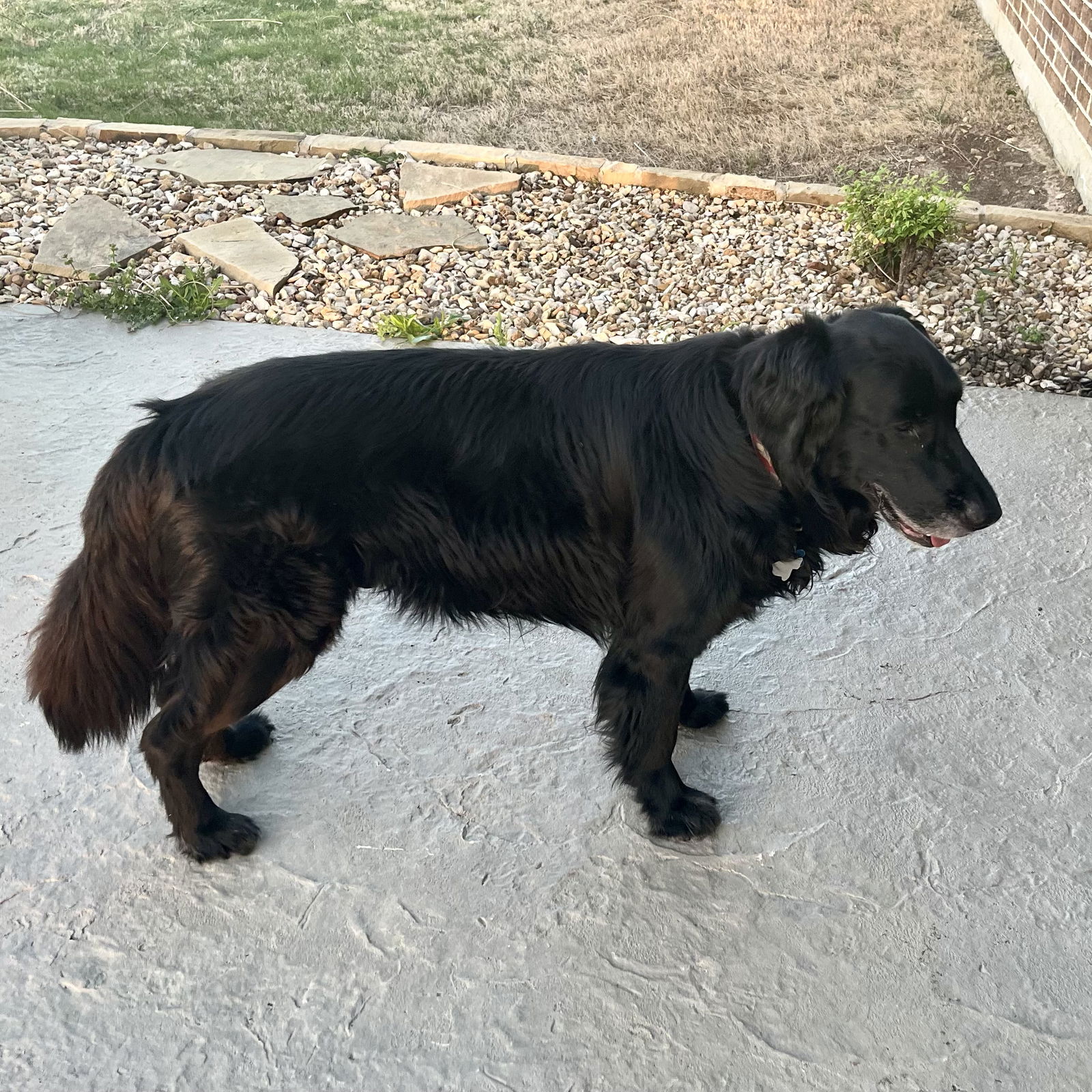 River the “Flattie” - Flat-coated Retriever