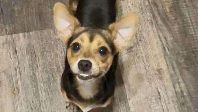 Dakota - Miniature Pinscher