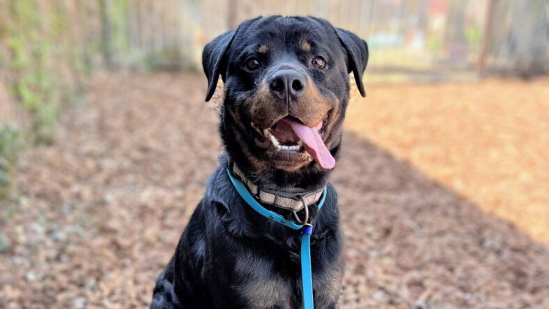 Balki - Rottweiler