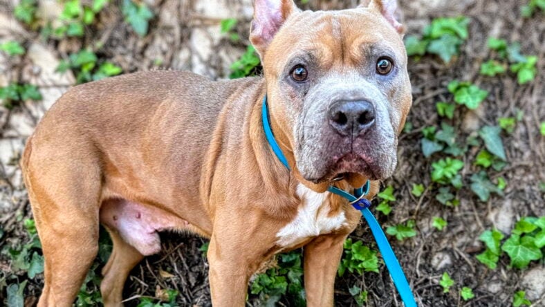 Riley - American Pit Bull Terrier