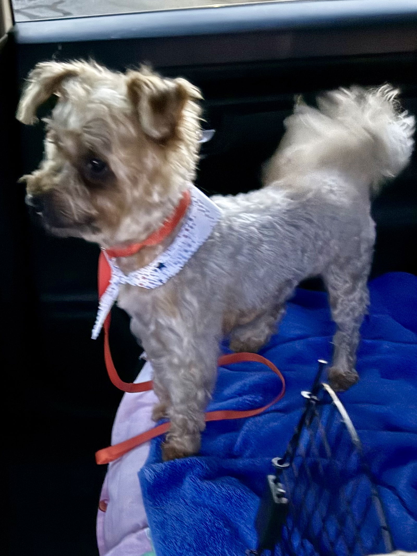 Hypoallergenic Yorkie poo boy Evan - Yorkshire Terrier Yorkie