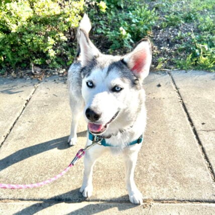 Zeus - Siberian Husky