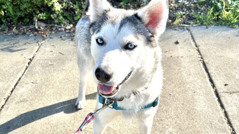 Zeus - Siberian Husky