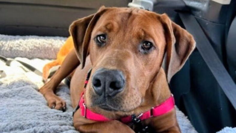 Barry - Rhodesian Ridgeback