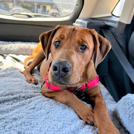 A Gentle Soul in Need of a Soft Landing—Meet Barry, the Quiet Ridgeback ...