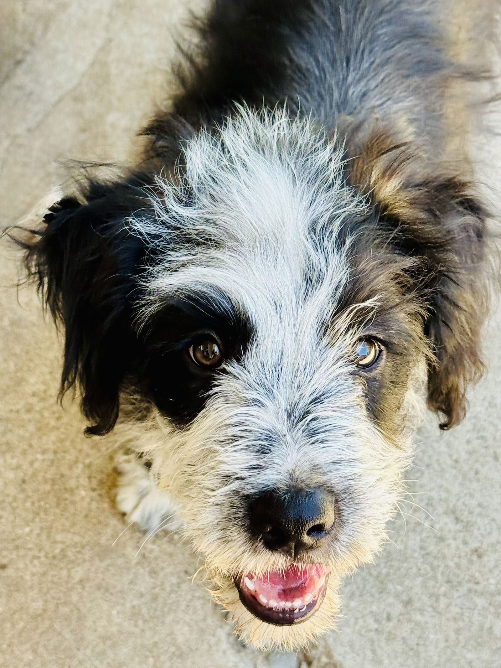 Gobo Fraggle - Terrier