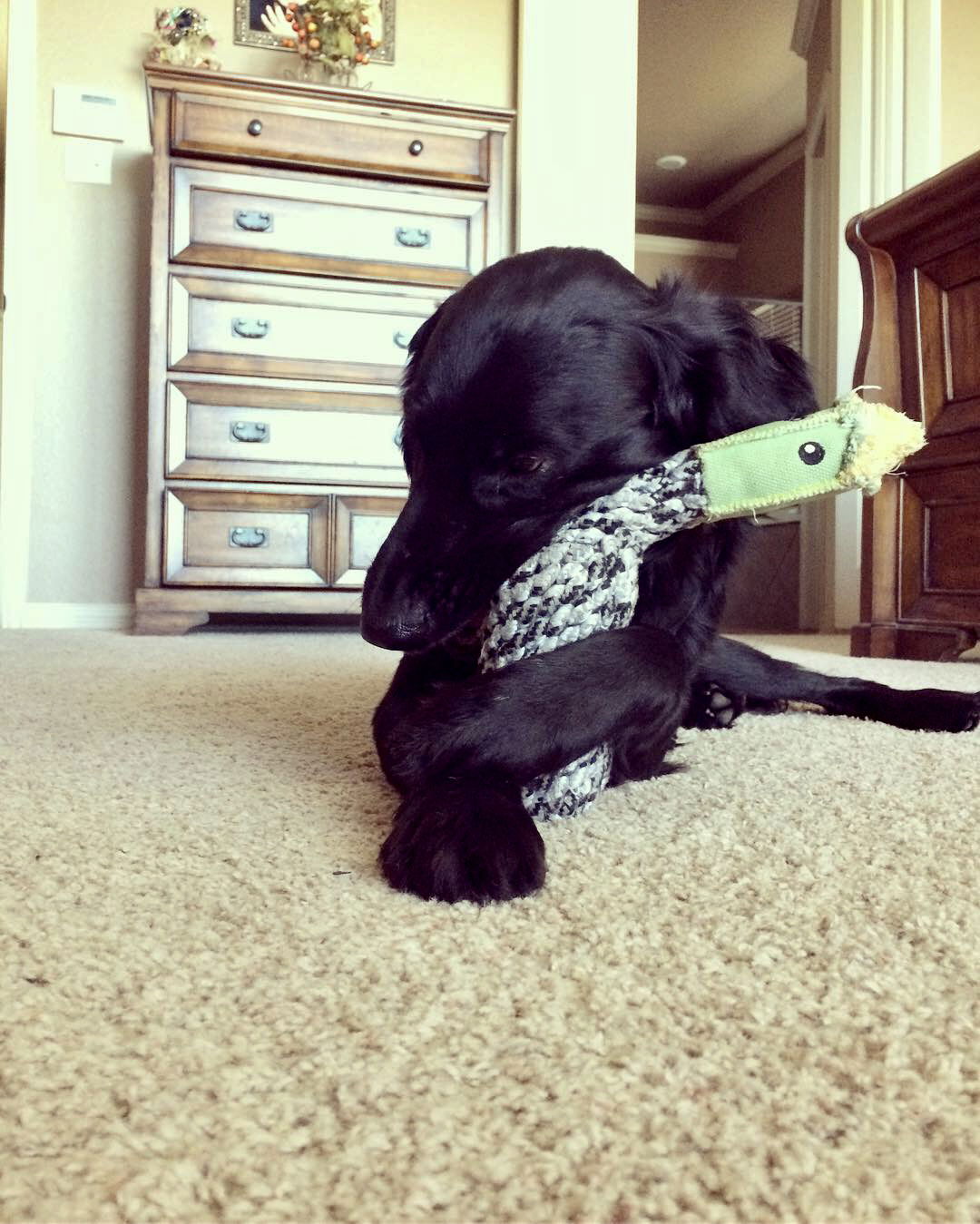 River the “Flattie” - Flat-coated Retriever