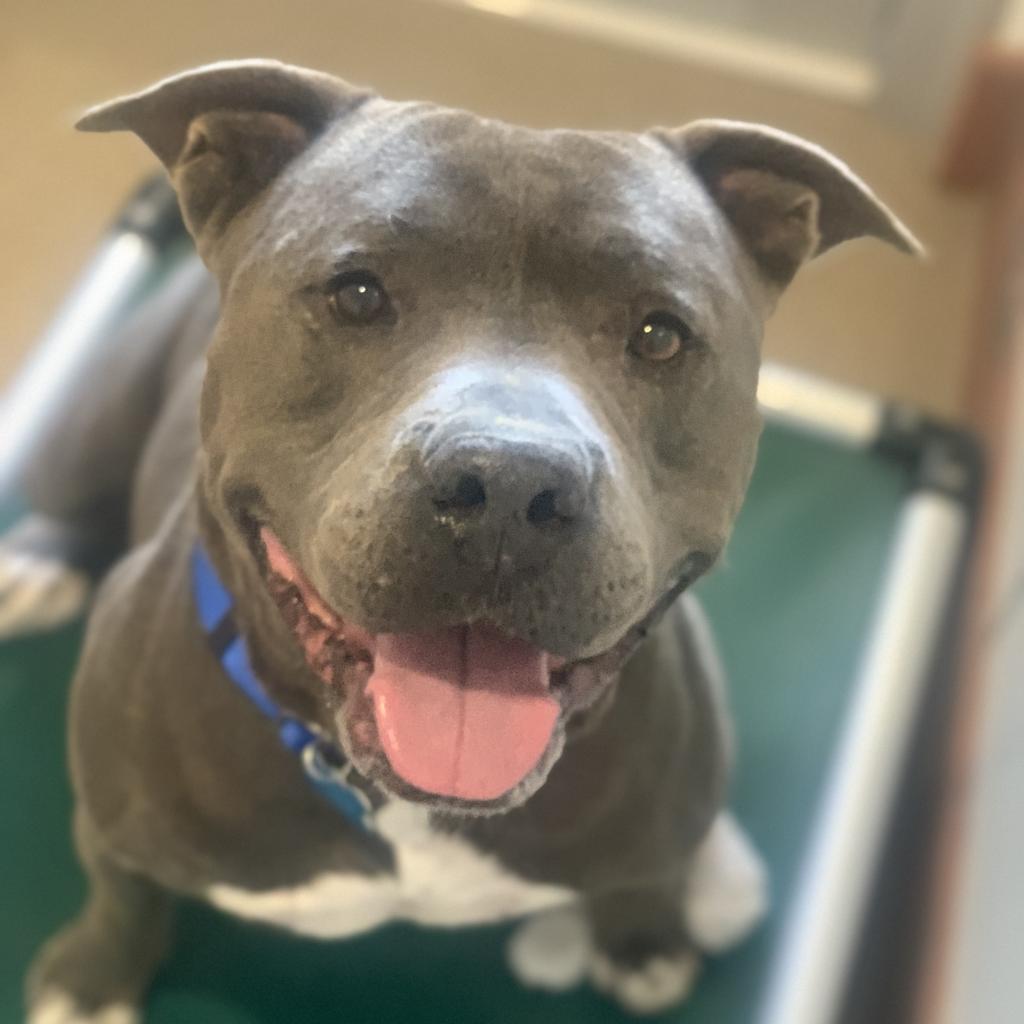 Fender - American Pit Bull Terrier