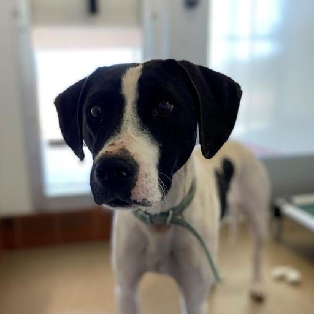 Boston - Hound