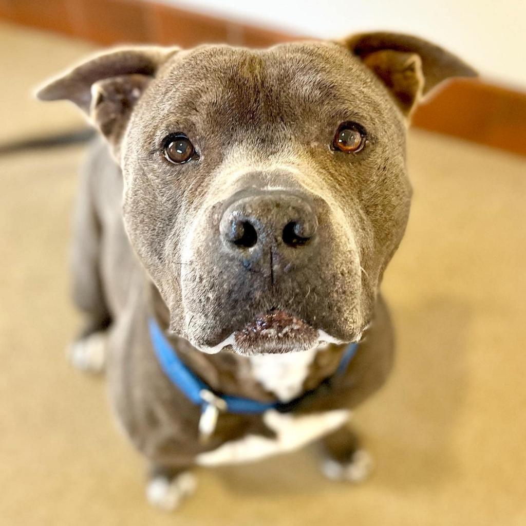 Fender - American Pit Bull Terrier