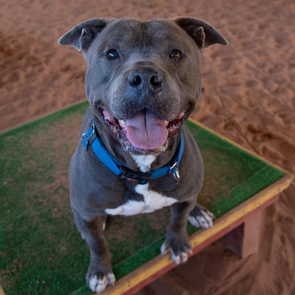 Fender - American Pit Bull Terrier
