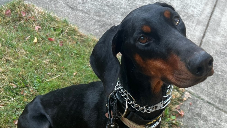 Peach - Doberman Pinscher