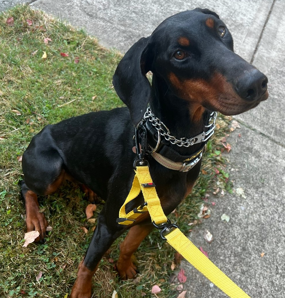 Peach - Doberman Pinscher