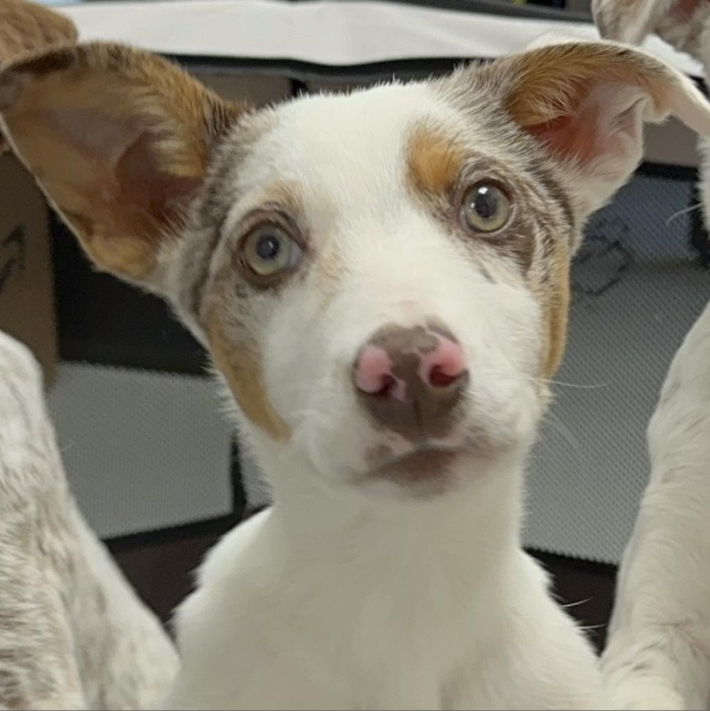 Aqua - Australian Shepherd