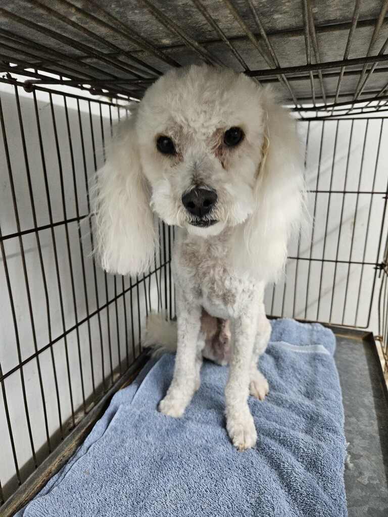 Ramen - Poodle (Miniature)