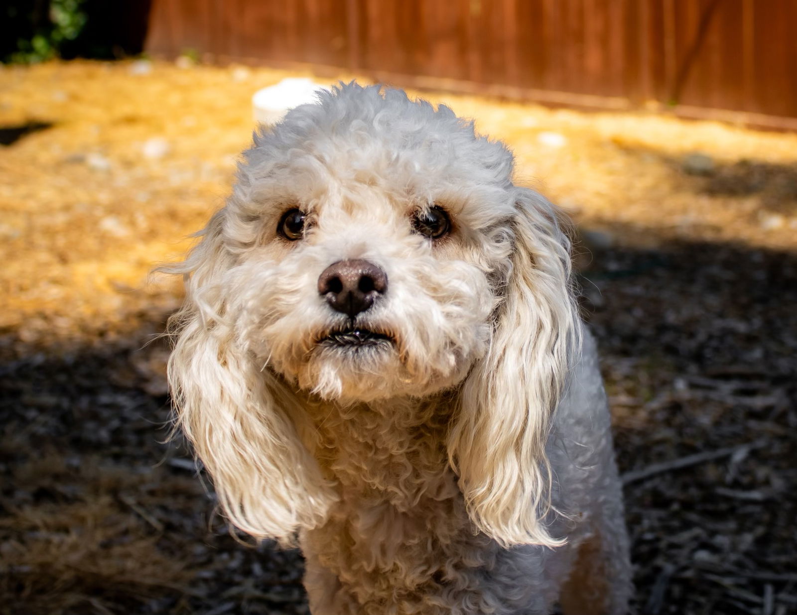 Ramen - Poodle (Miniature)