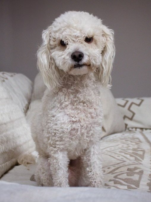 Ramen - Poodle (Miniature)