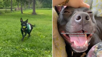 Shelter Dog Celebrates 100 Days in Foster Care With the Ultimate Tennis Ball Party—But She’s Still Missing a Forever Home