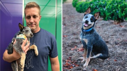 From Broken Bones to Boundless Joy: How Bean the Puppy Overcame Pain and Found His Forever Home