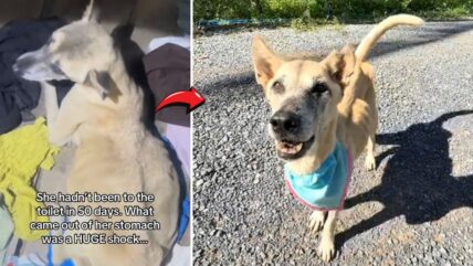 This Dog Went 50 Days Without Pooping, What Vets Found in Her Swollen Belly Will Break You