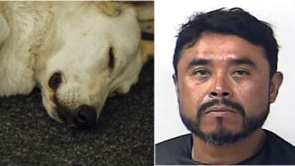 Florida Man Hangs Two Dogs From a Tree and Claims It Was an Accident — Public Demands Justice