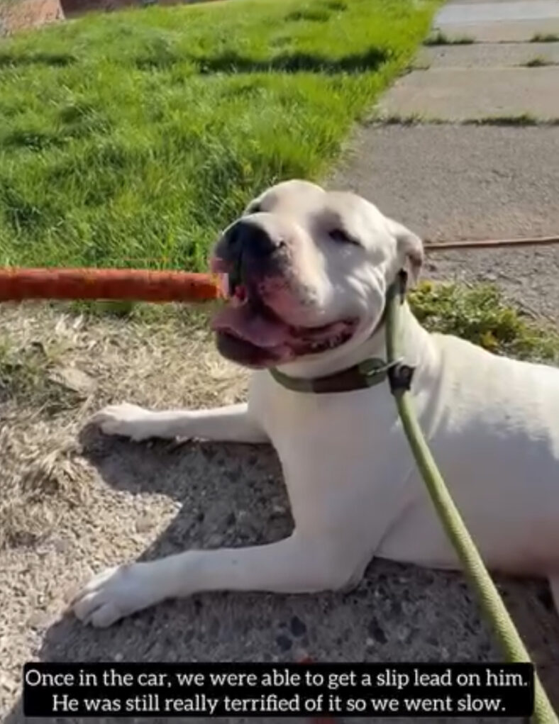 Detroit Dog Survives Poisoning and Brutal Abuse—Now He Just Wants a Place to Feel Safe
