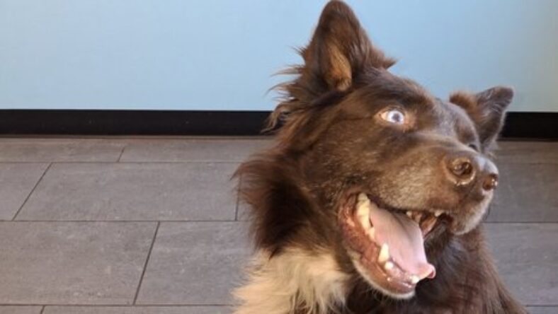 Australian Shephard named Klaus