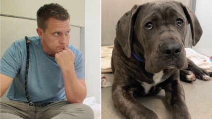Frozen in Fear, This Mastiff Couldn’t Stop Trembling—Until One Act of Kindness Changed Everything