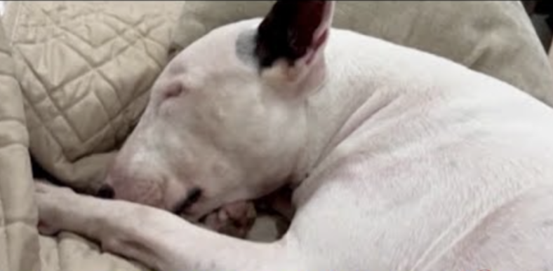 Tied to a Pole in a Hurricane—Trooper’s Rescue Demands Stronger Animal Abuse Penalties