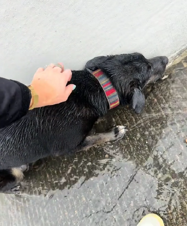 Woman Finds Dog Dumped on Highway in Pouring Rain, Then Discovers the Heartbreaking Truth