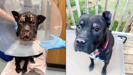 Explosion Tore Through Yard Where Dog Was Chained Up—But His