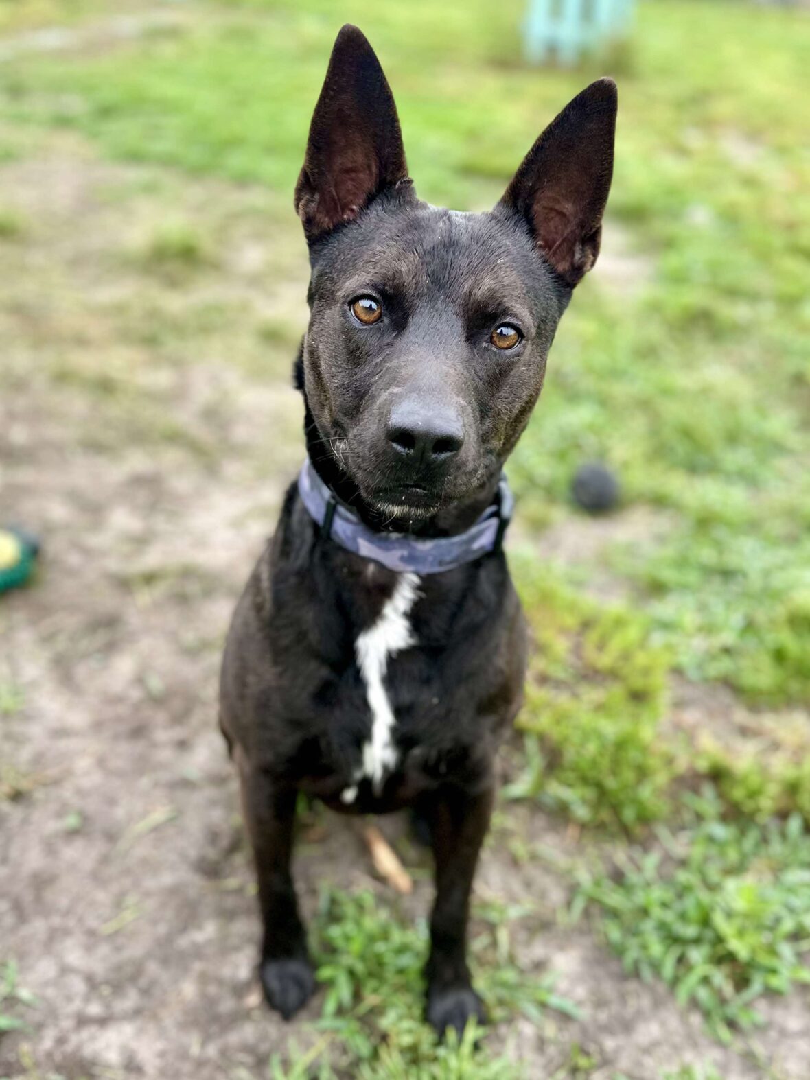 Kenobi -Handsome, smart and energetic terrier/shepherd mix