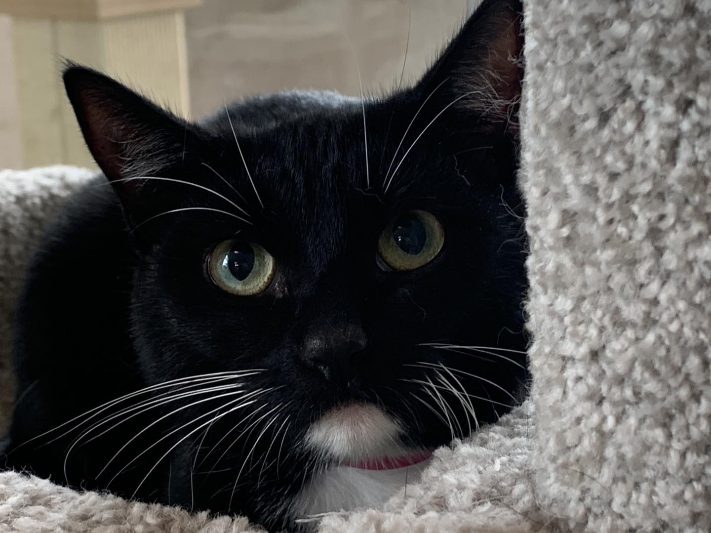 Tuxedo Girl
