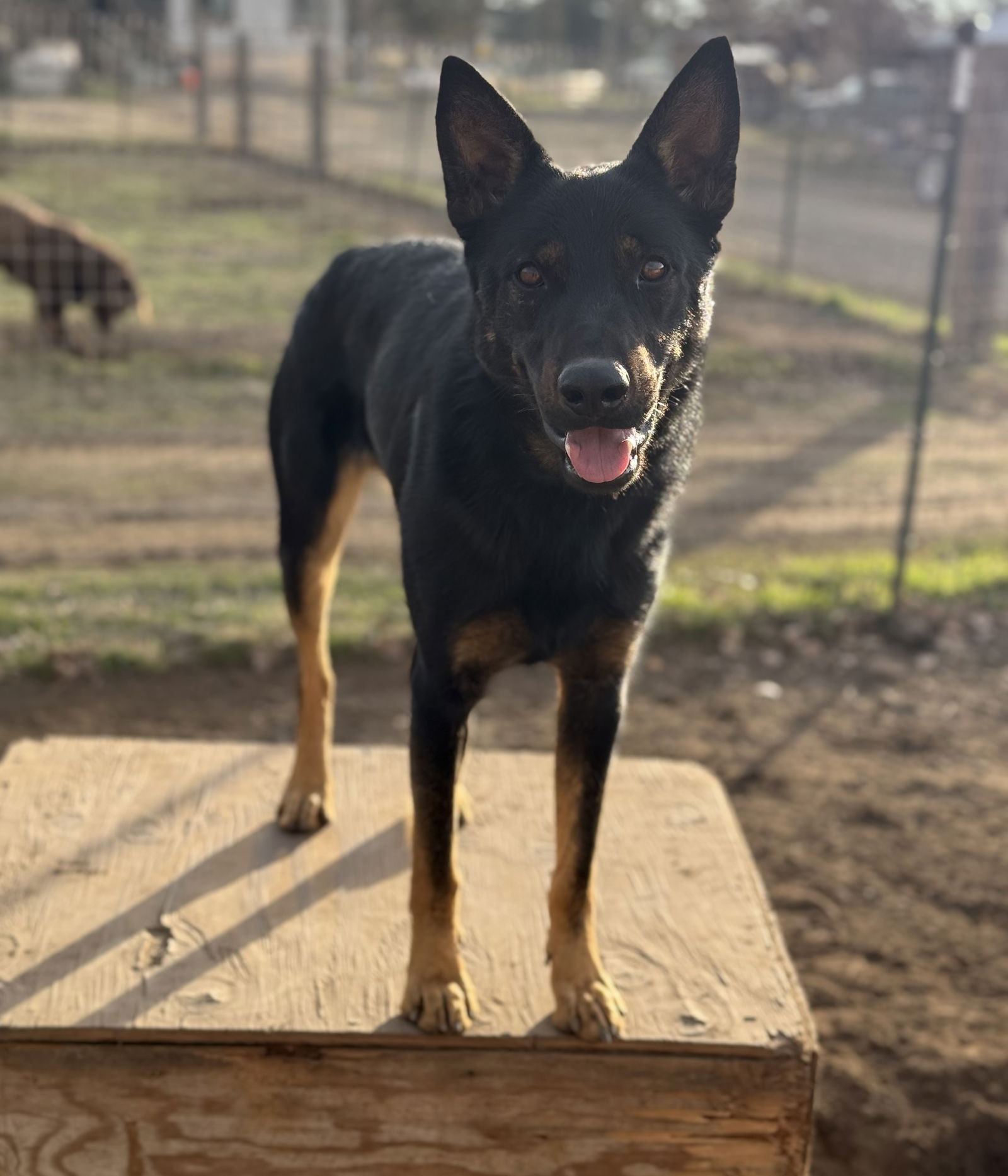 Lonny - Beauceron