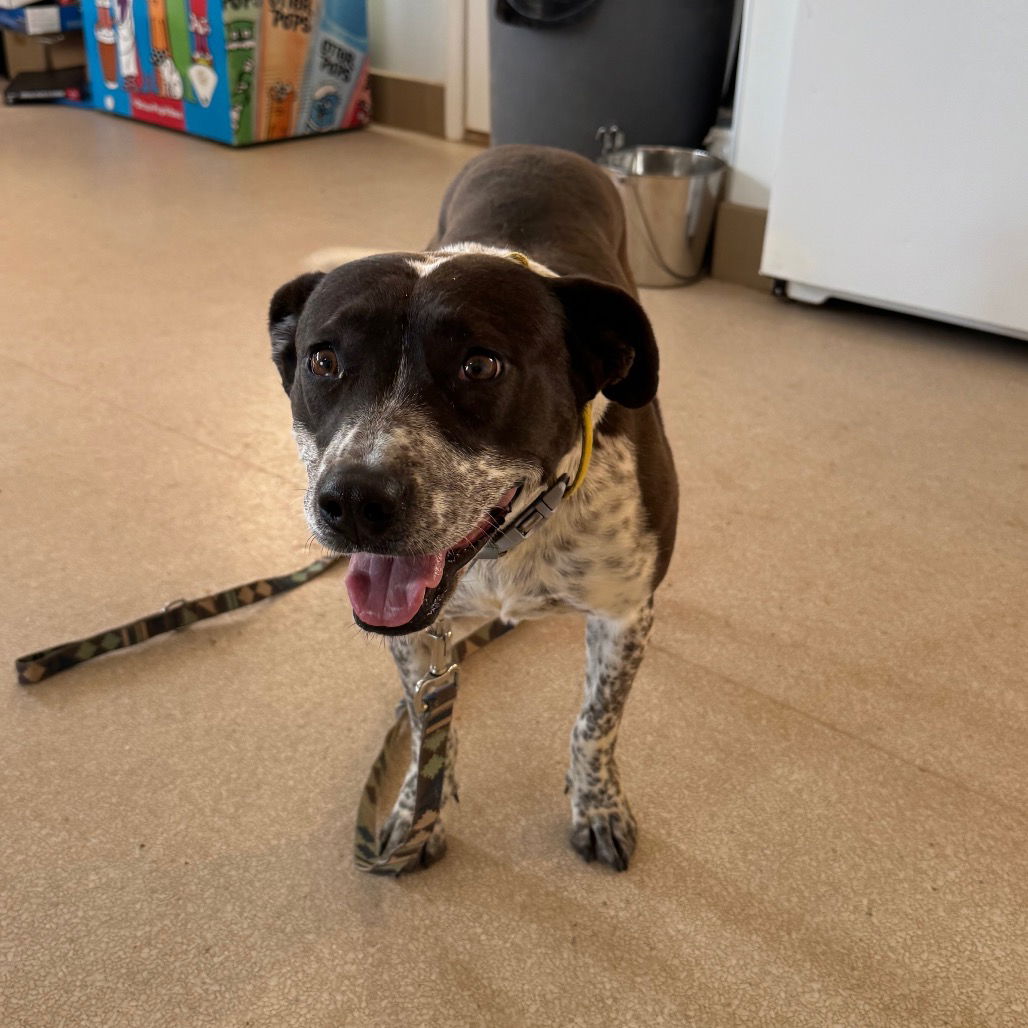 Didgeri - Cattle Dog