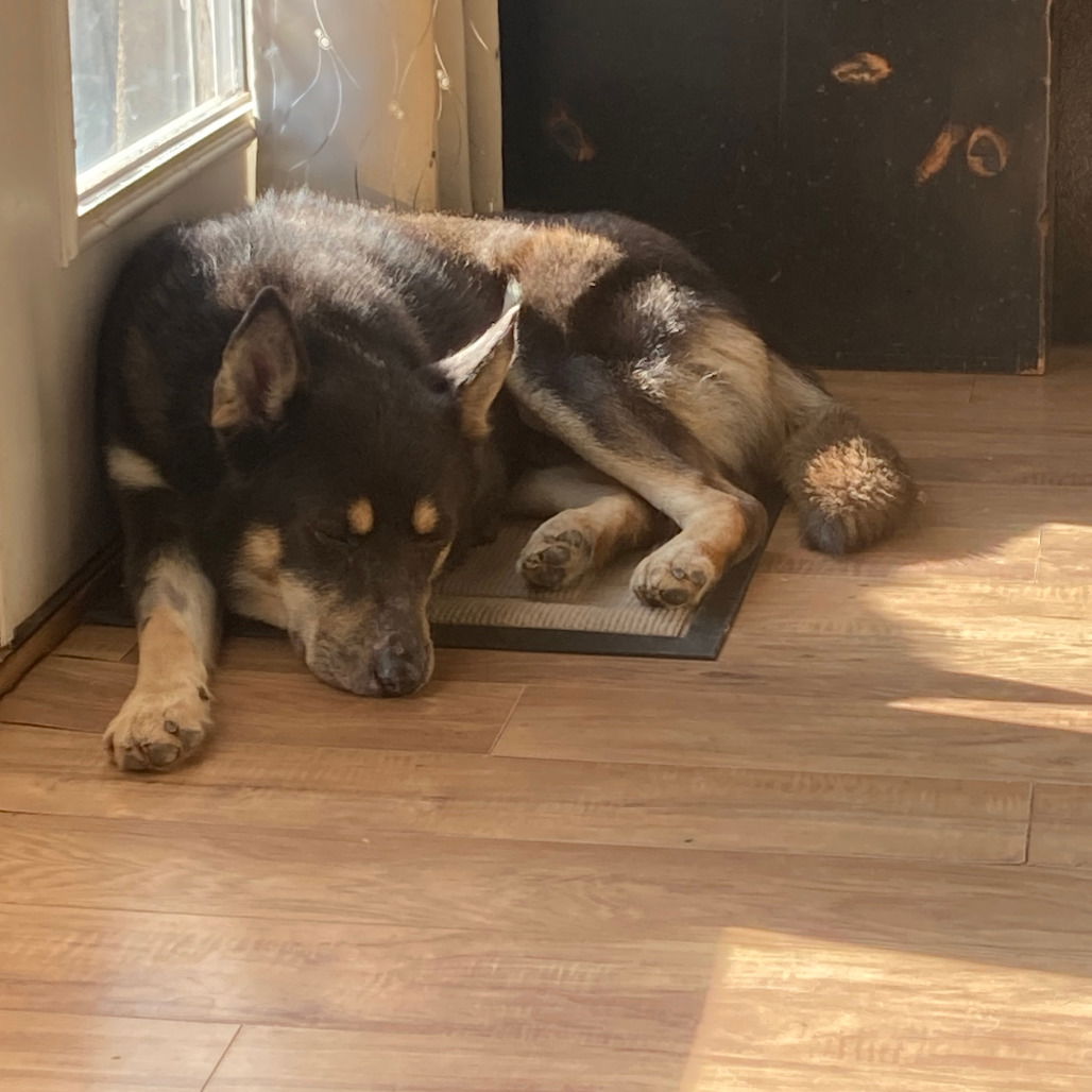 Wormwood - Husky