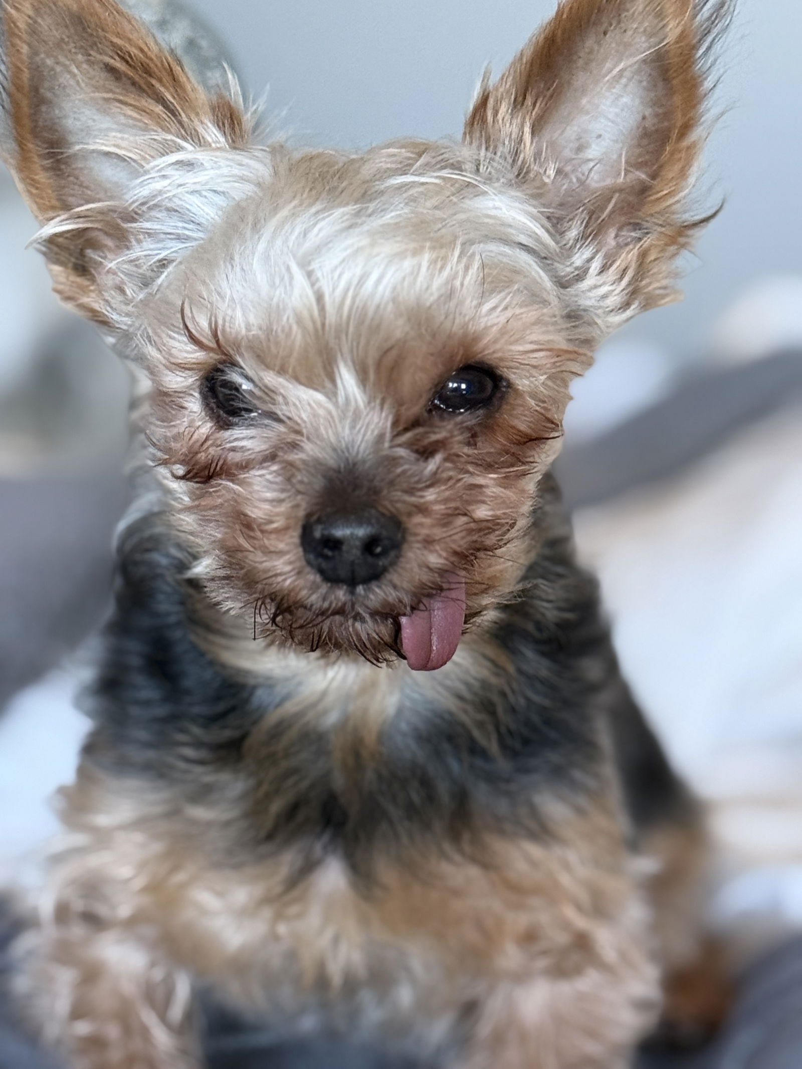 Josh - Yorkshire Terrier Yorkie