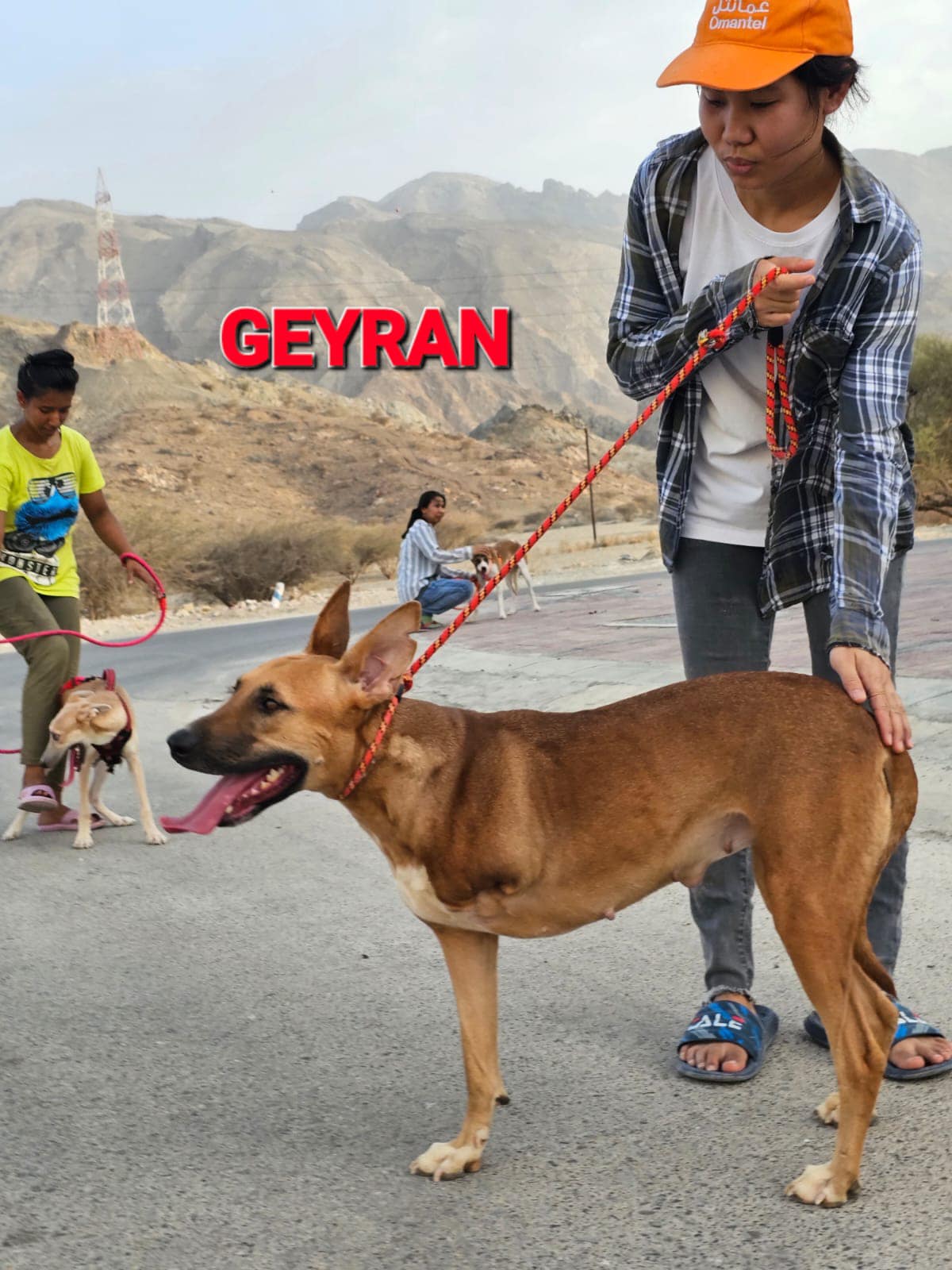 GEYRAN - Front Leg Amputee - $350 - German Shepherd Dog