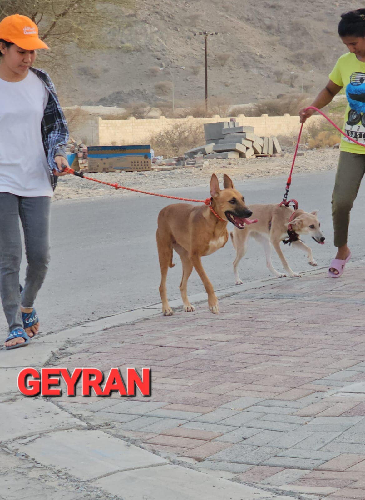 GEYRAN - Front Leg Amputee - $350 - German Shepherd Dog