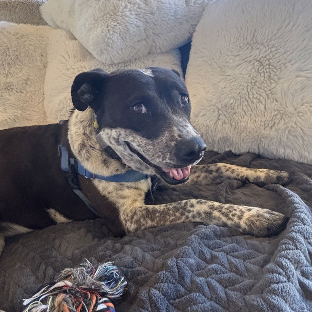 Didgeri - Cattle Dog