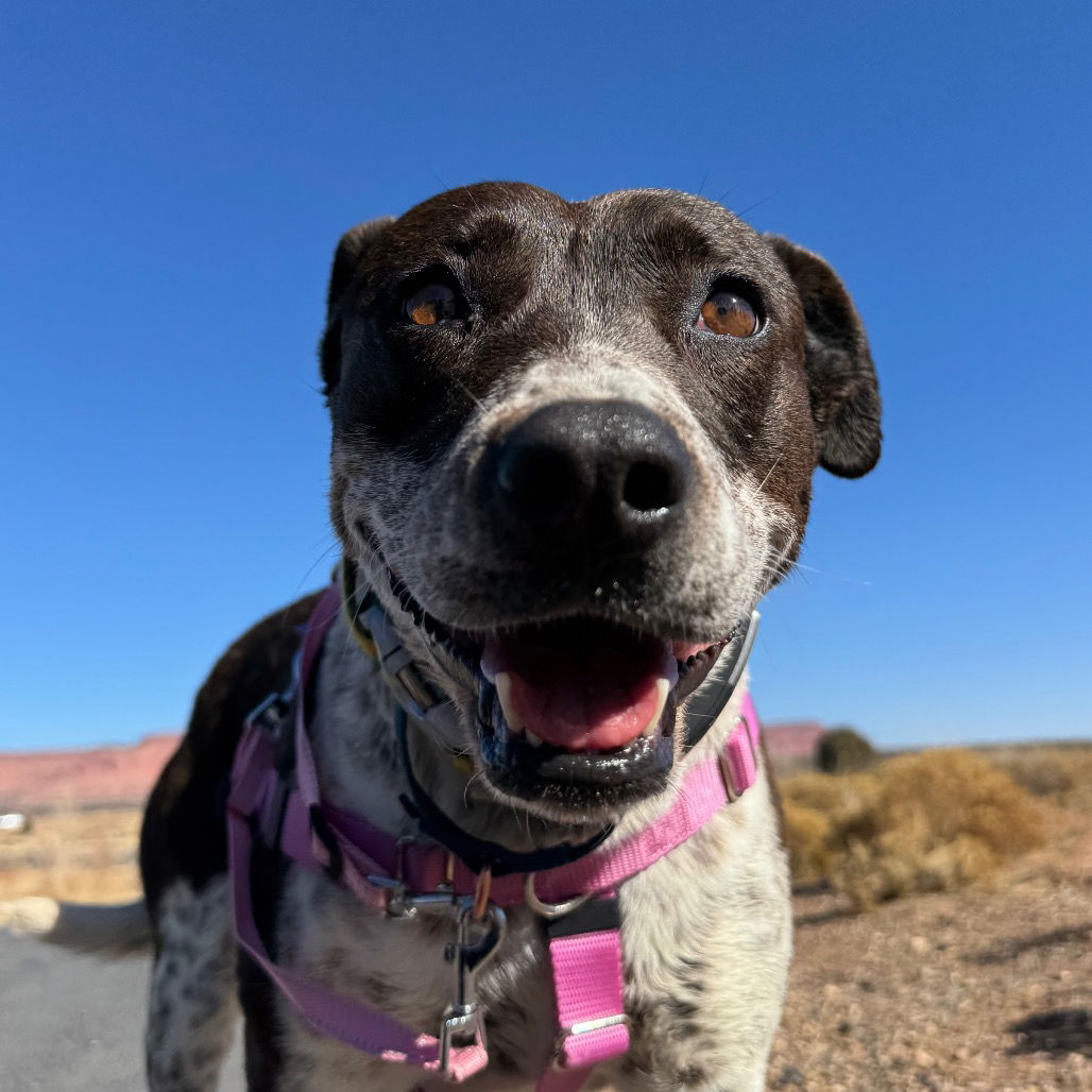 Didgeri - Cattle Dog
