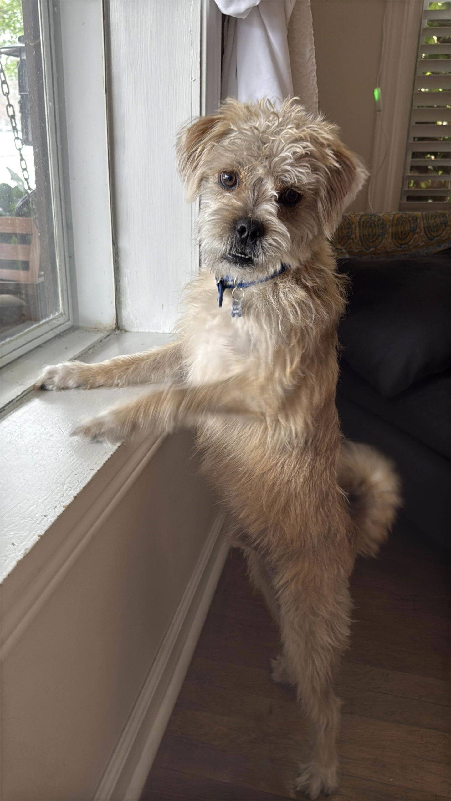Yahtzee - Terrier