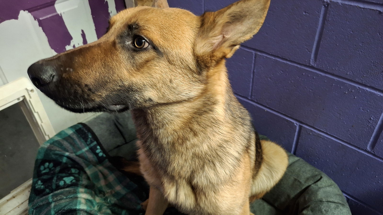 KODA - $350 - German Shepherd Dog