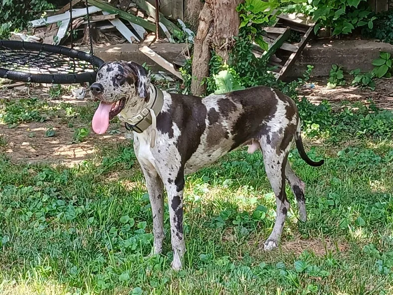 great dane available for adoption