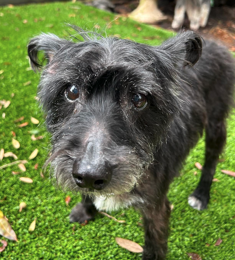 Roxanne - Miniature Schnauzer