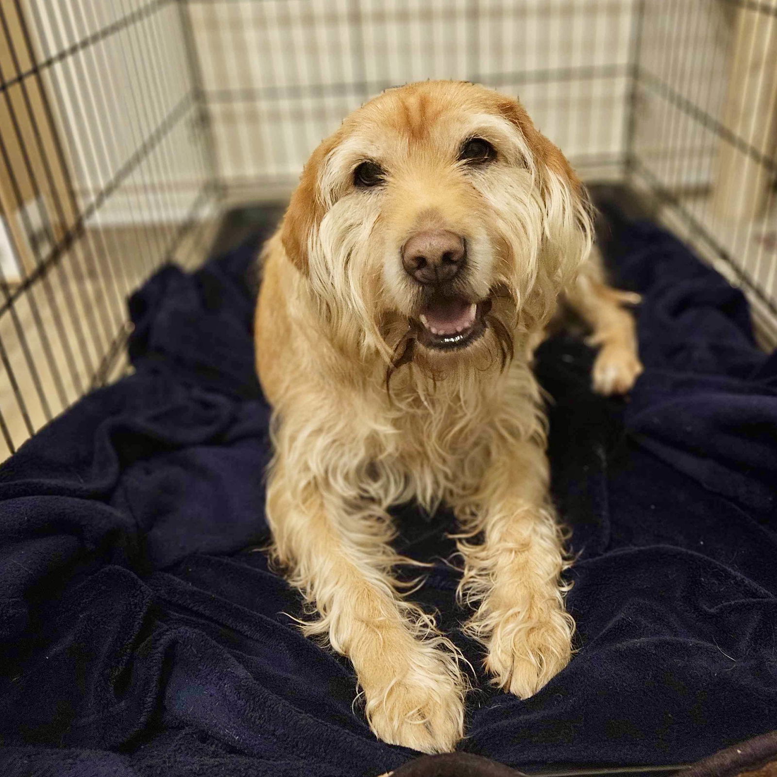 Maddy - Golden Retriever