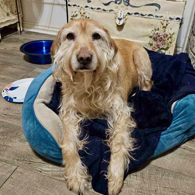 Maddy - Golden Retriever