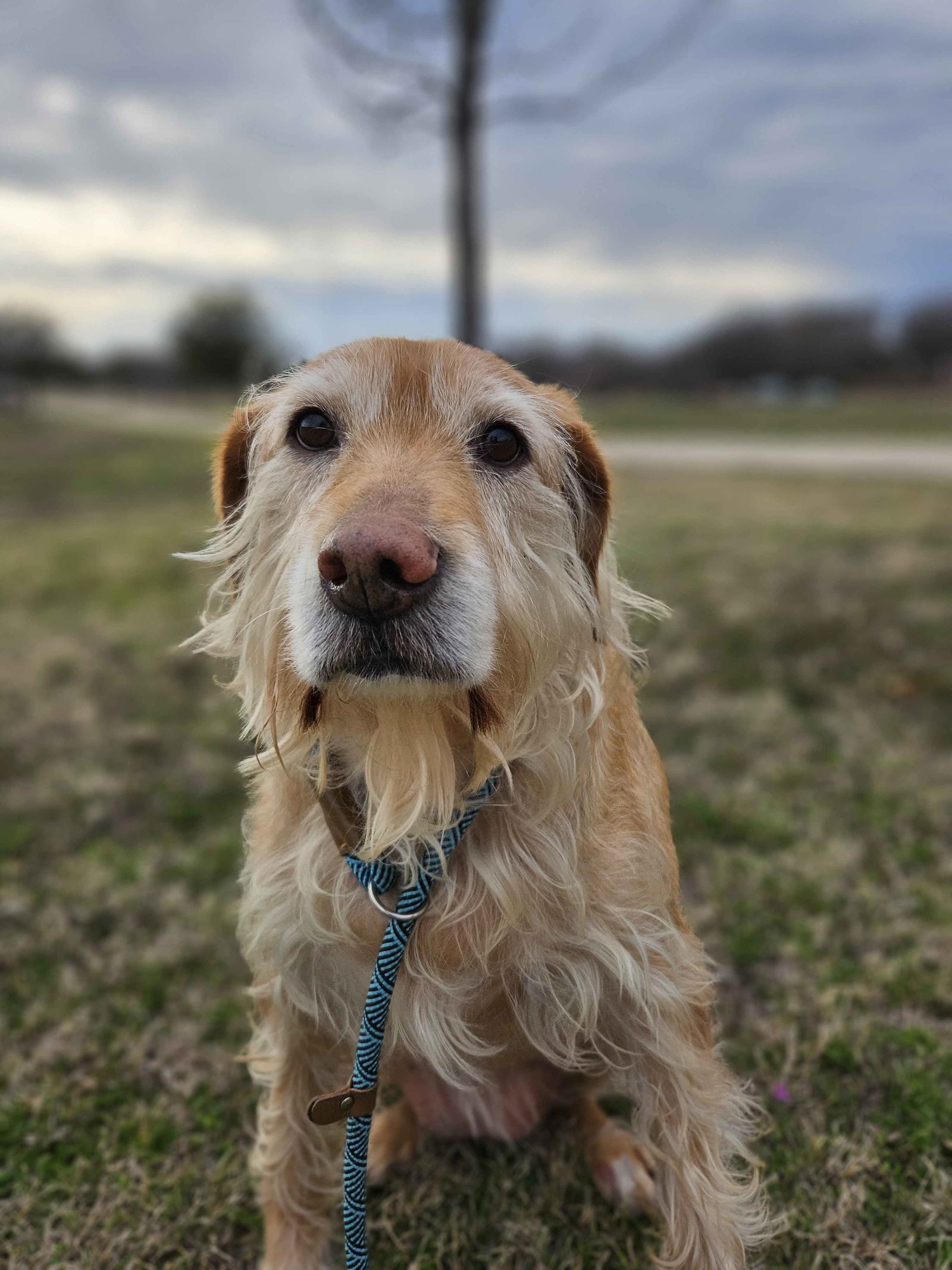 Maddy - Golden Retriever