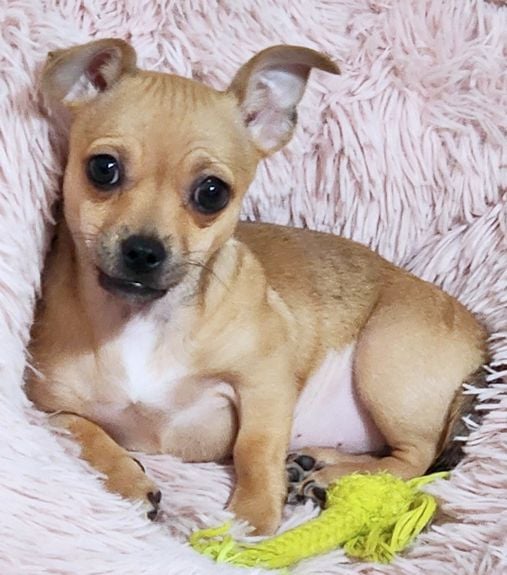 Lil Ella - Chihuahua