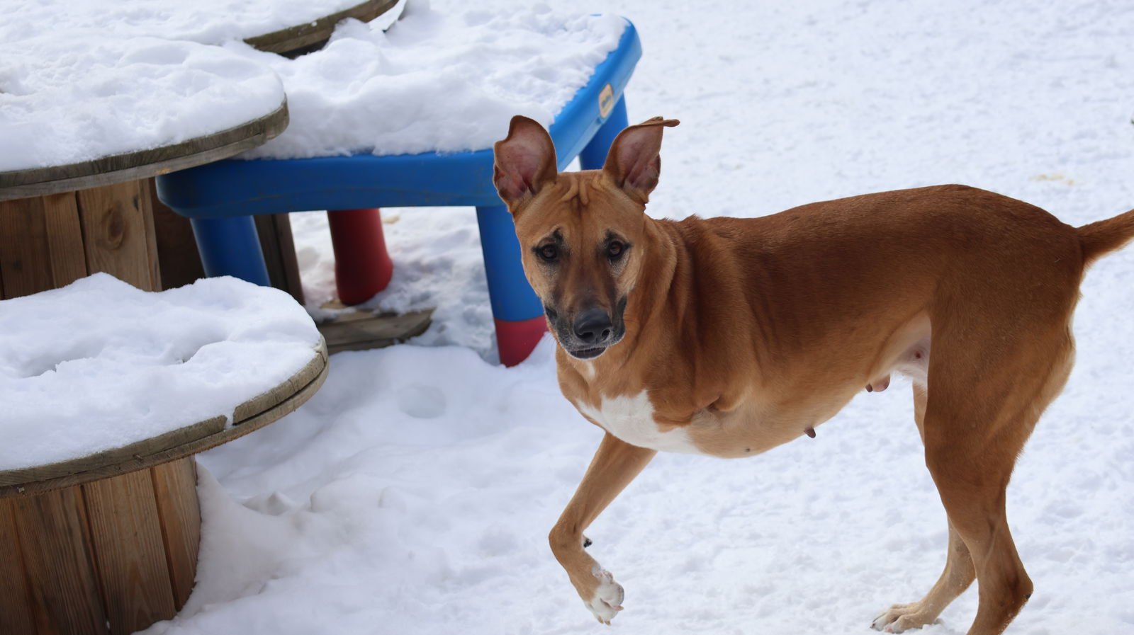 GEYRAN - Front Leg Amputee - $350 - German Shepherd Dog